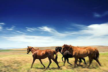 horses